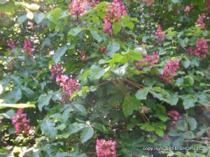 Red Horse Chestnut - Aesculus Carnea Briotii- Red Flowers ...