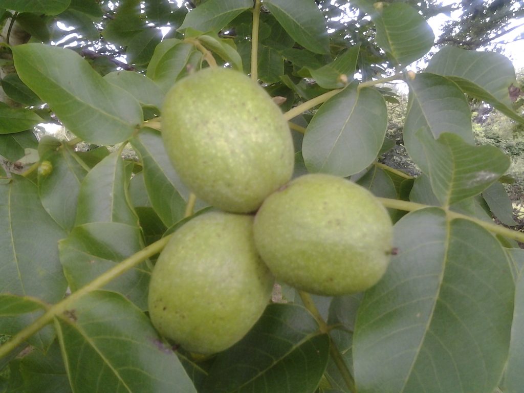 Common Walnut trees