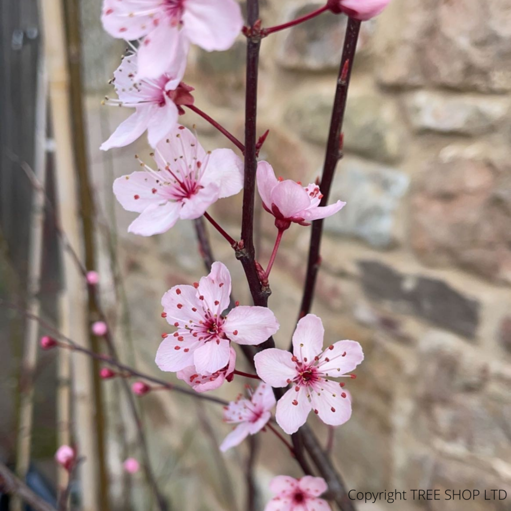 Black Cherry Plum trees (Prunus Cerasifera Nigra) tree-shop.co.uk ...