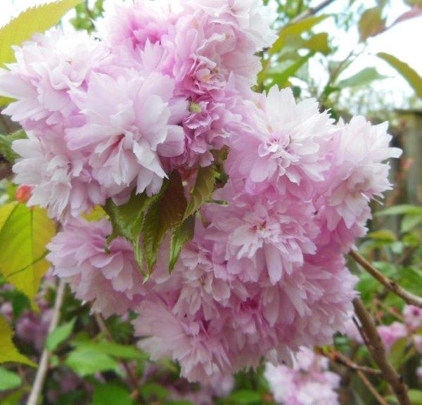 prunus kiku shirdare zakura weeping cherry