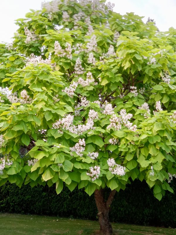 Golden Indian Bean Tree Catalpa Bignonioides Aurea Tree Nursery Uk 1838