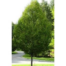 Fastigiata Hornbeam trees (Carpinus Fastigiata) - Tree Nursery UK