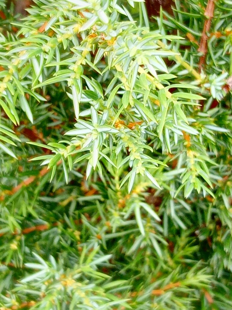 Irish Juniper - Tree Nursery UK