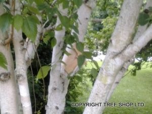 Paper bark birch trees - Tree Nursery UK