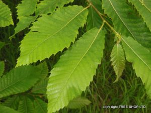 Sweet Chestnut (Castanea Sativa) - Tree Nursery UK