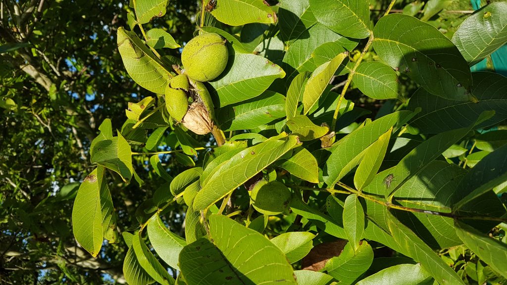 Common Walnut trees (Juglans Regia) - Tree Nursery UK