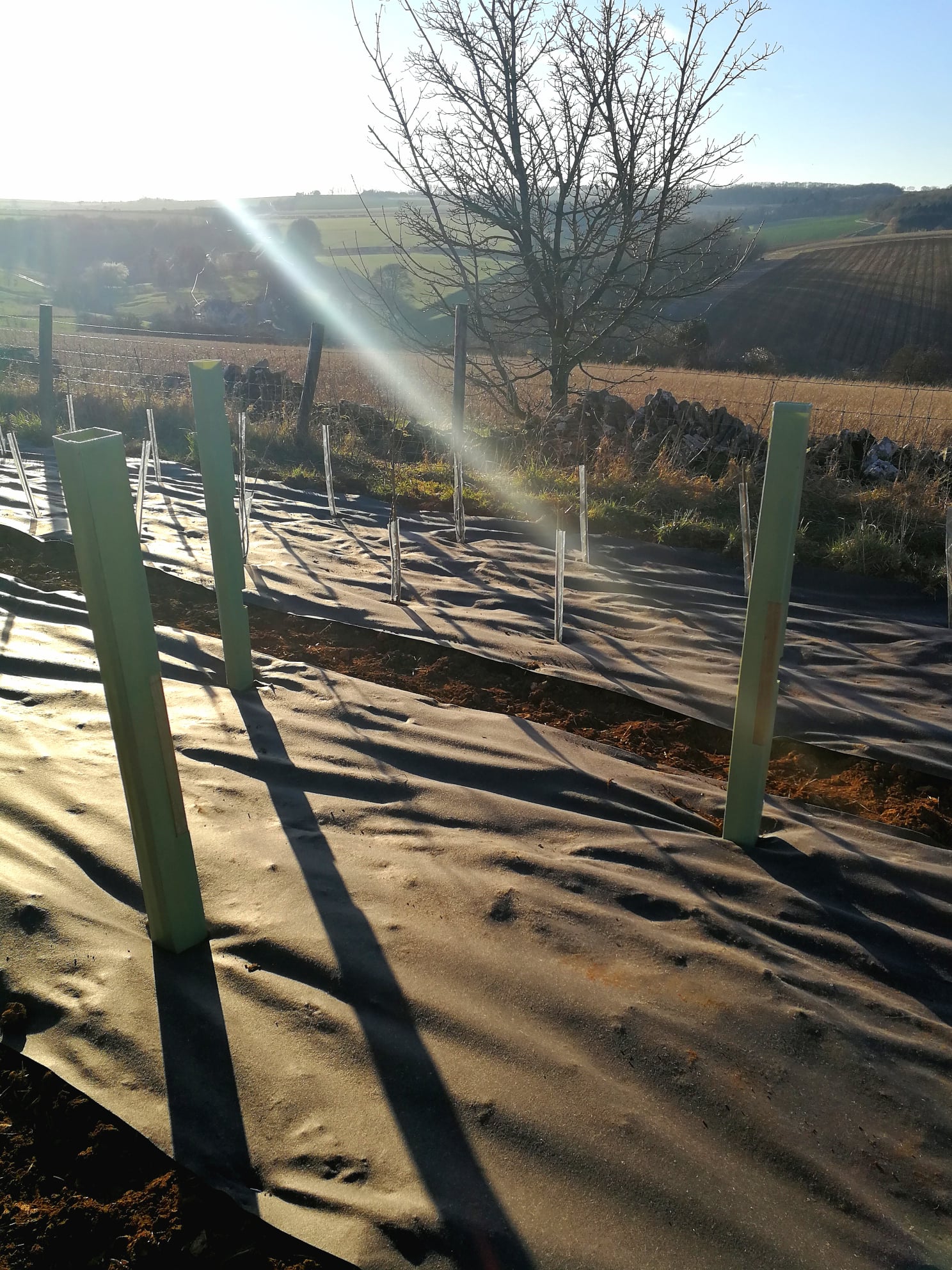 creation-of-optimal-shelter-belts-osbs-tree-nursery-uk