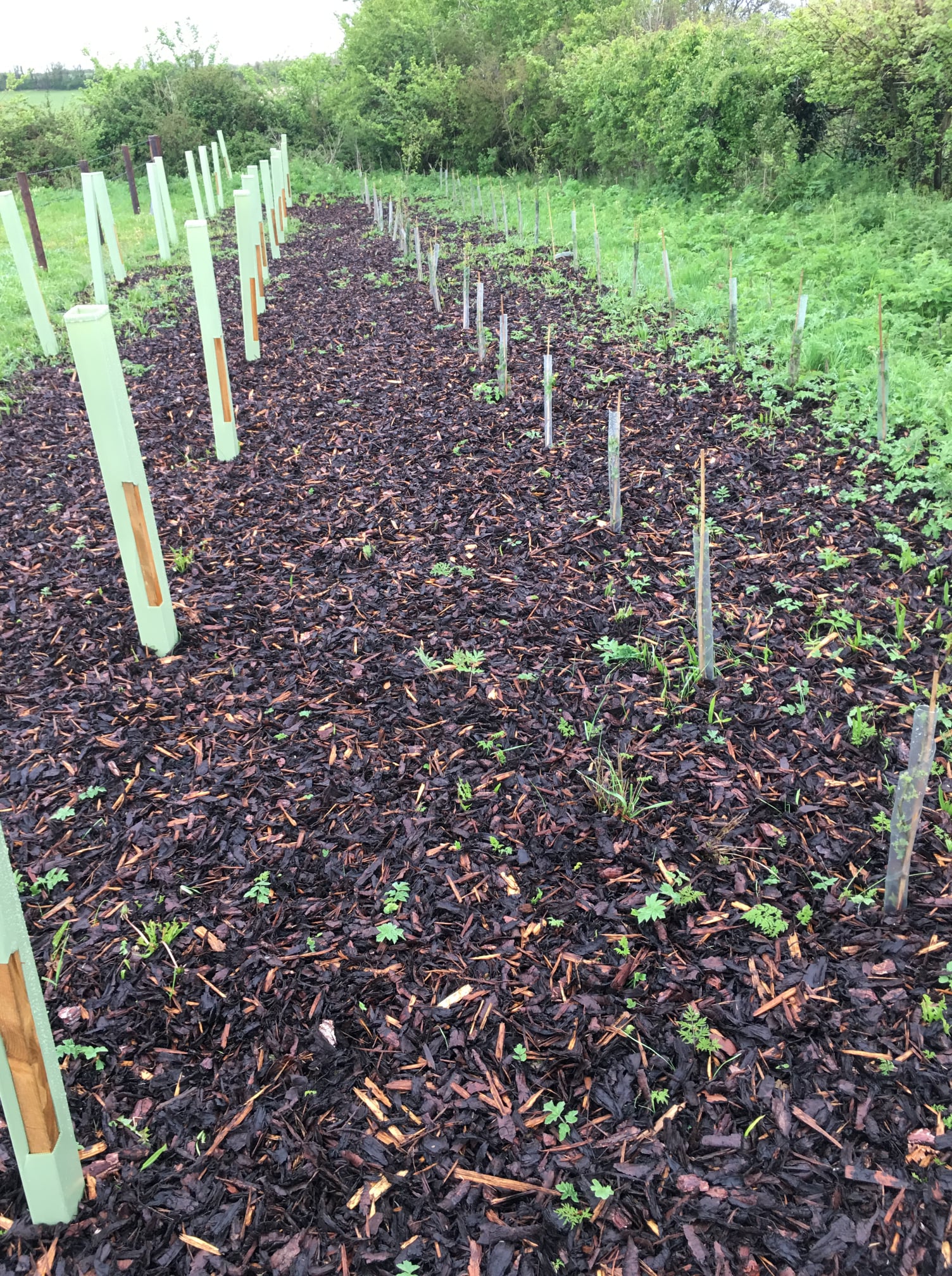 creation-of-optimal-shelter-belts-osbs-tree-nursery-uk