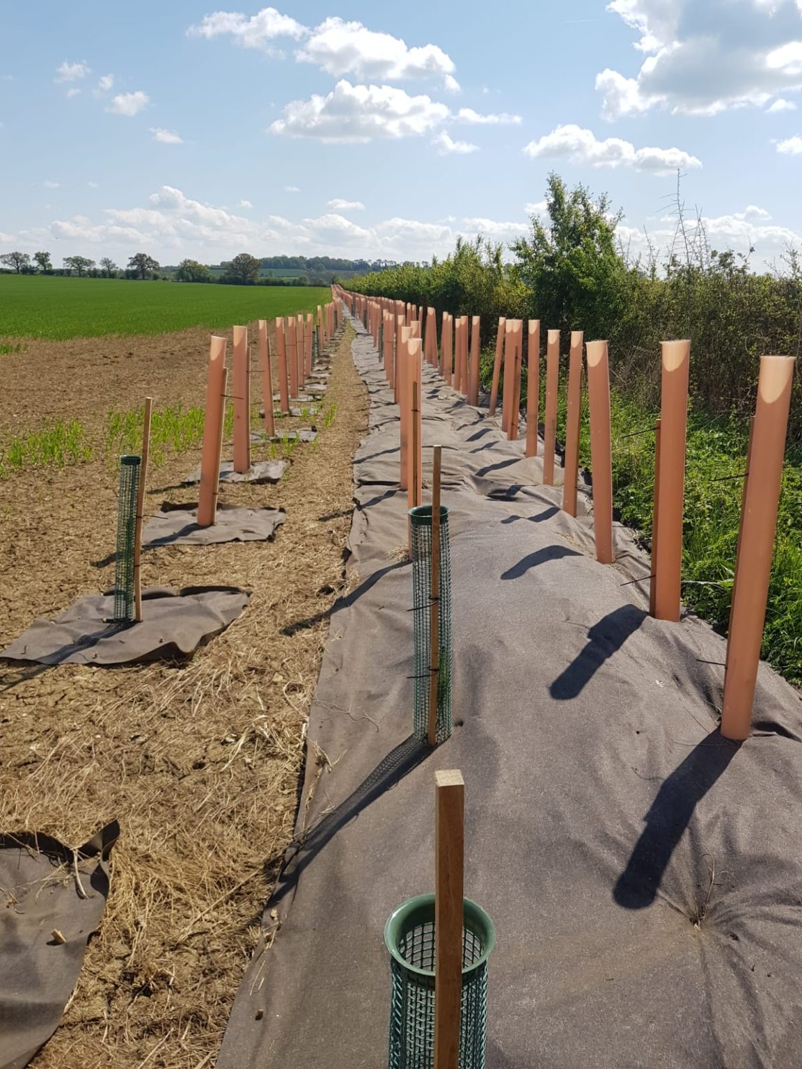 The Shelterbelt Initiative - Tree Nursery UK