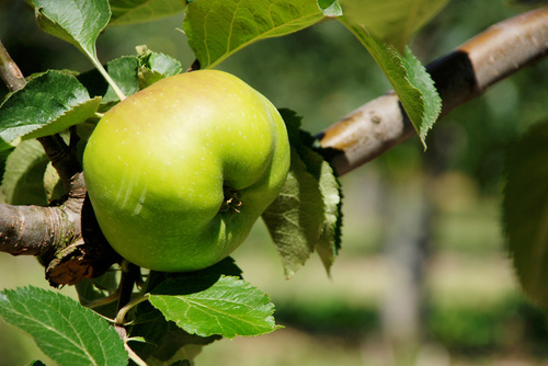 Bramley Seedling