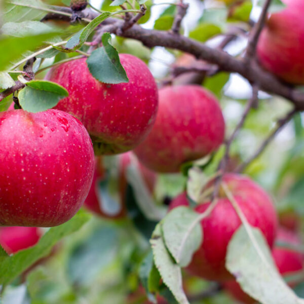 Fruit trees